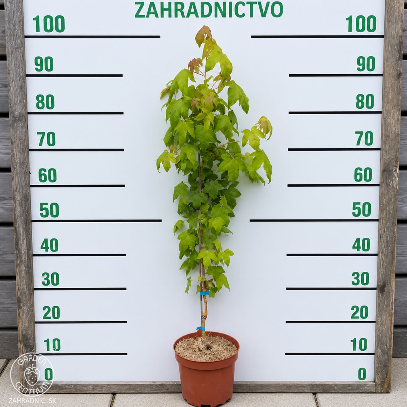 Obrázok Ambrovník styraxový (Liquidambar styraciflua) ‘GOLDEN SUN’®- výška 80-100 cm, kont. C5L